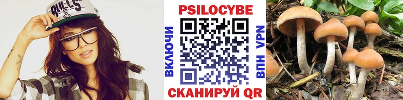 Купить закладки  Себеж  Псилоцибиновые грибы Psilocybe 